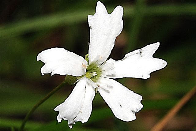 Silene pusilla